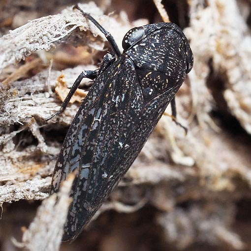 Leafhopper; Putoniessa sp., Tasmania