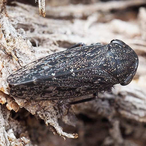 Leafhopper; Putoniessa sp., Tasmania