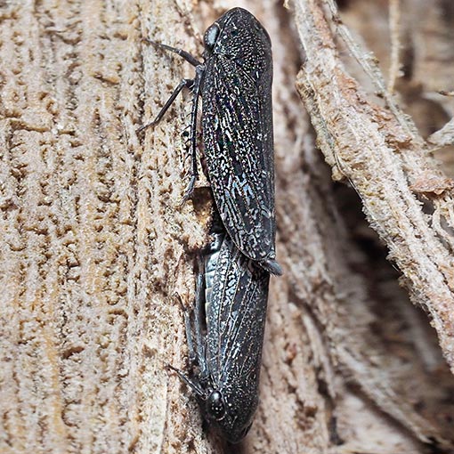 Leafhopper; Putoniessa sp., Tasmania