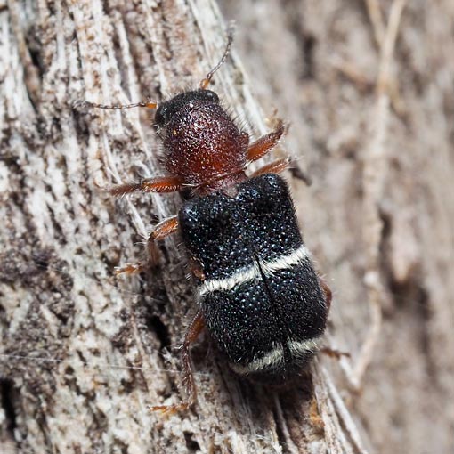 Pylus bicinctus, beetle, Tasmania