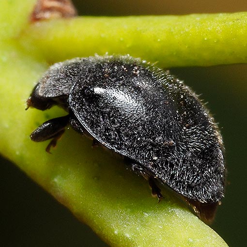 Ladybird beetle, Rhyzobius sp., Tasmania