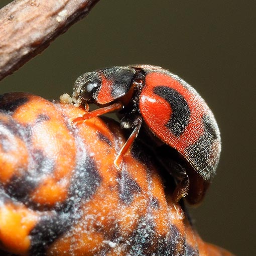 Vedalia Beetle, Rodolia cardinalis, Tasmania