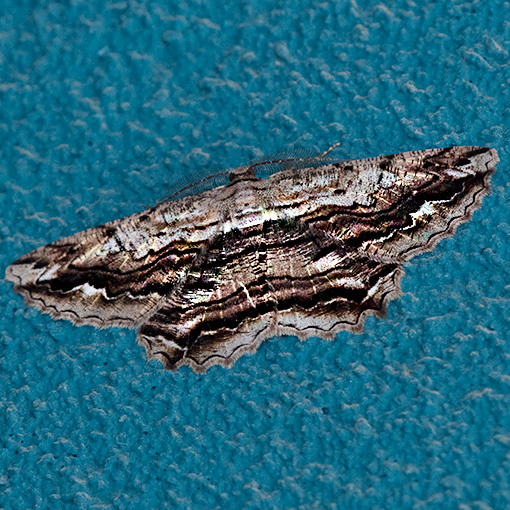 Scioglyptis lyciaria, moth, Tasmania