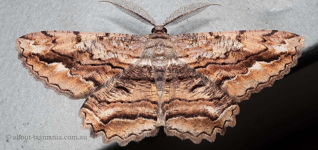 Scioglyptis lyciaria, moth, Tasmania