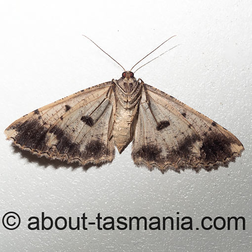 Scioglyptis lyciaria, moth, Tasmania