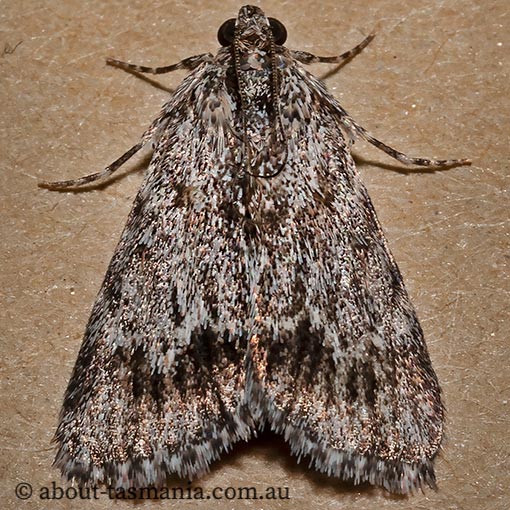 Pyralidae, Spectrotrota fimbrialis, moth, Tasmania