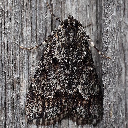 Pyralidae, Spectrotrota fimbrialis, moth, Tasmania