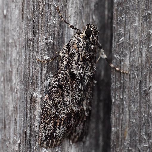 Pyralidae, Spectrotrota fimbrialis, moth, Tasmania
