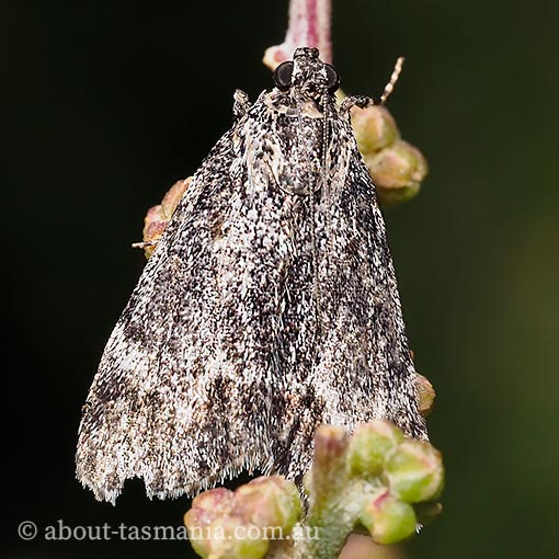 Pyralidae, Spectrotrota fimbrialis, moth, Tasmania