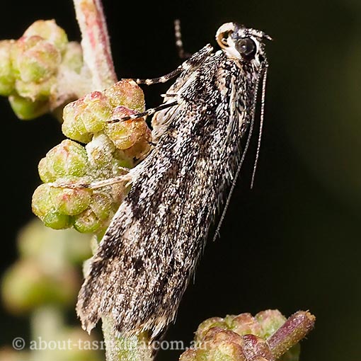 Pyralidae, Spectrotrota fimbrialis, moth, Tasmania
