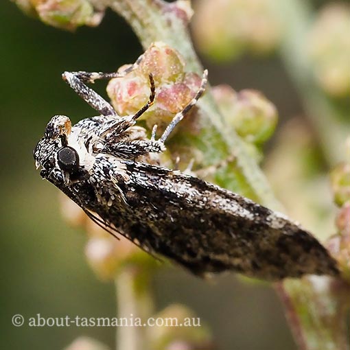 Pyralidae, Spectrotrota fimbrialis, moth, Tasmania