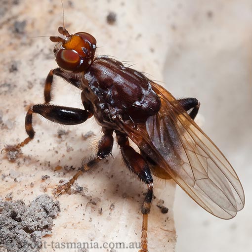 Tapeigaster brunneifrons, Heteromyzidae, Tasmania