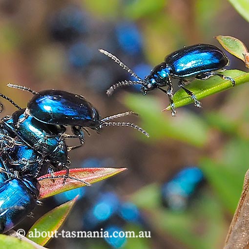 Altica corrusca, beetle, Tasmania
