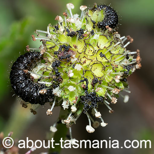 Altica corrusca, beetle, Tasmania