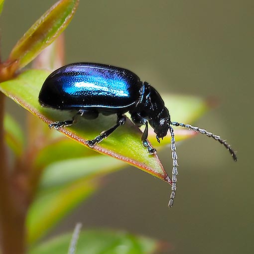 Altica corrusca | About Tasmania