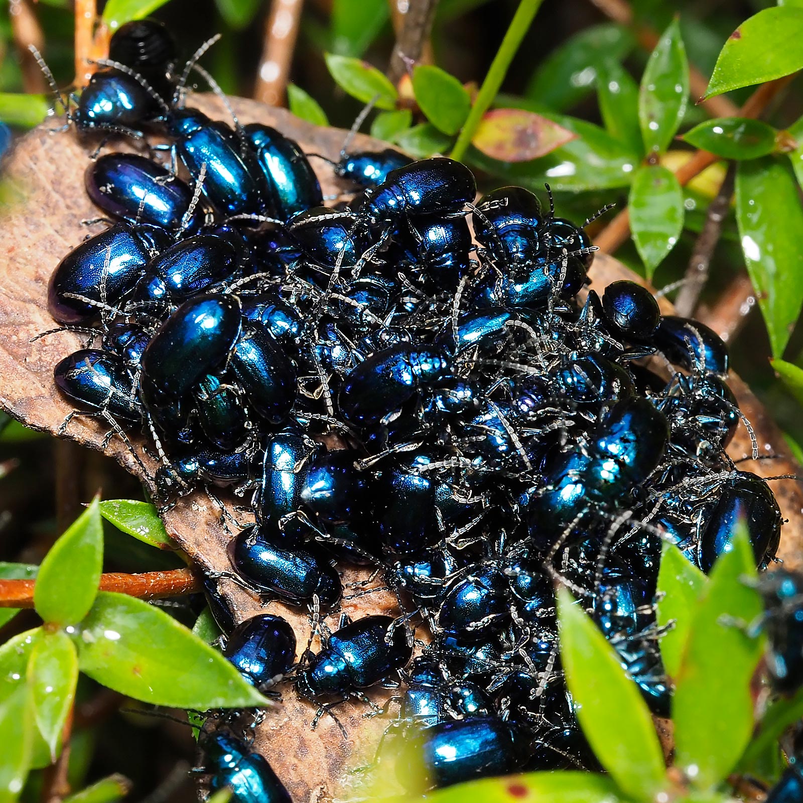 Altica corrusca, beetle, Tasmania