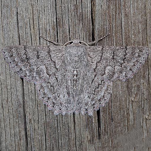 Red-lined Looper, Crypsiphona Tasmanica, Tasmania