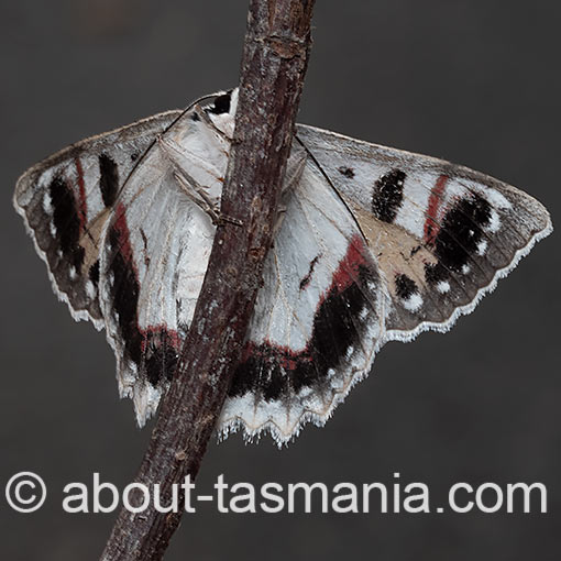 Red-lined Looper, Crypsiphona Tasmanica, Tasmania
