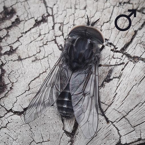 Dasybasis imperfecta, march fly, Tabanidae, Tasmania