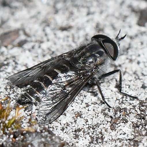 Dasybasis imperfecta, march fly, Tabanidae, Tasmania