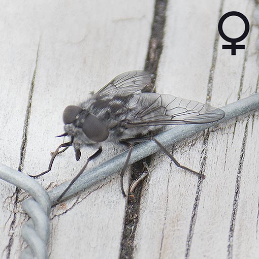 Dasybasis imperfecta, march fly, Tabanidae, Tasmania