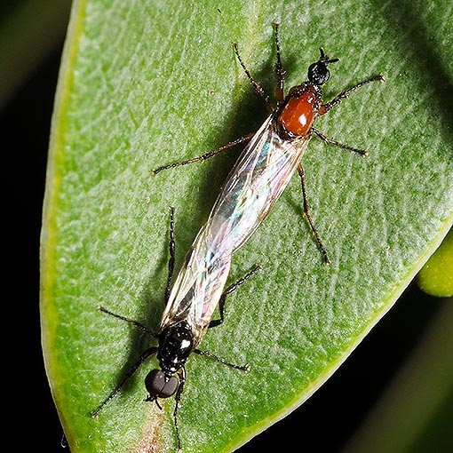 Dilophus sp., Bibionidae, Tasmania