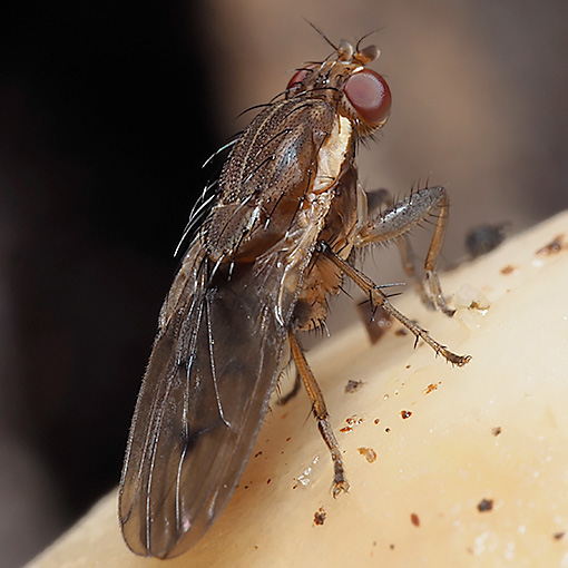 Diplogeomyza-diaphora Diplogeomyza diaphora, Heteromyzidae, Tasmania