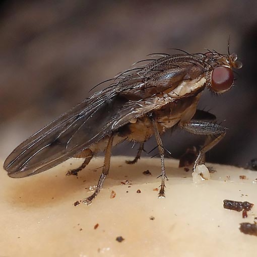 Diplogeomyza-diaphora2 Diplogeomyza diaphora