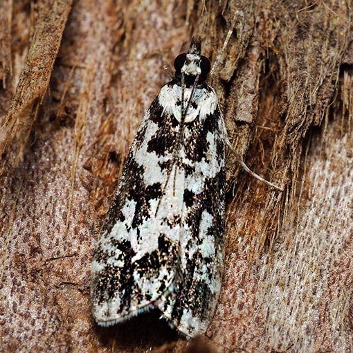 Crambidae,  Eudonia aphrodes, Tasmania, moth