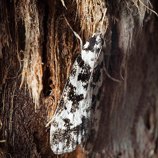 Crambidae,  Eudonia aphrodes, Tasmania, moth