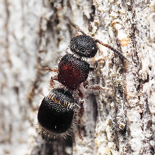 Velvet Ant, Euphutomorpha cf. cordatiformis, Tasmania