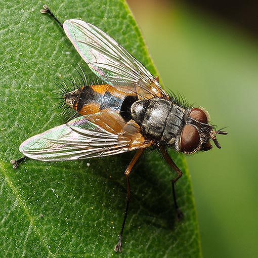 Tachinidae, Fly, Apatemyia sp., Tasmania