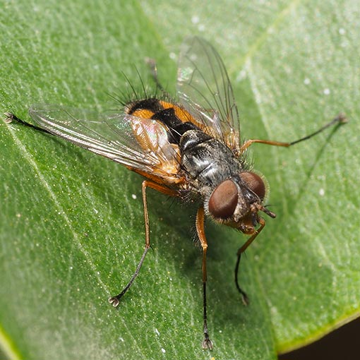 Tachinidae, Fly, Apatemyia sp., Tasmania