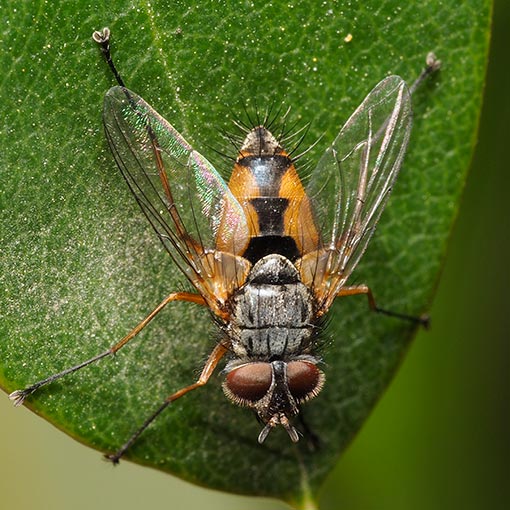 Tachinidae, Fly, Apatemyia sp., Tasmania