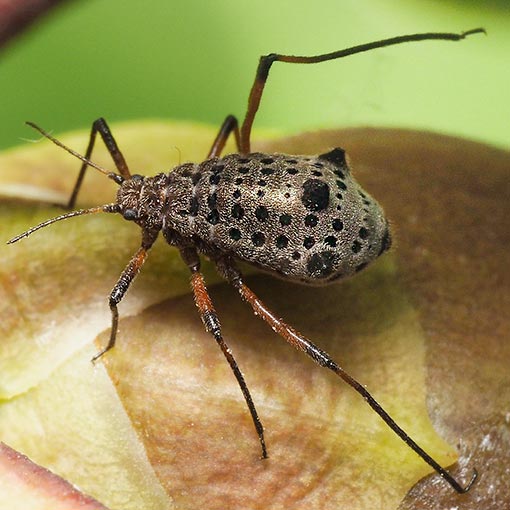 Tuberolachnus salignus, Giant Willow Aphid, Tasmania