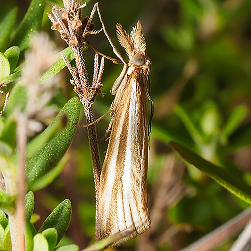 Hednota grammellus, Crambidae, moth, Tasmania