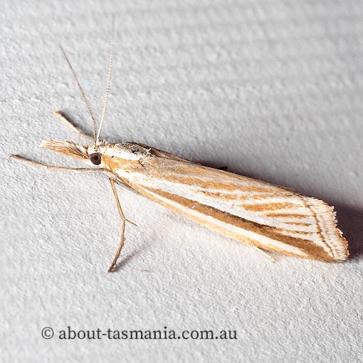 Hednota grammellus, Crambidae, moth, Tasmania