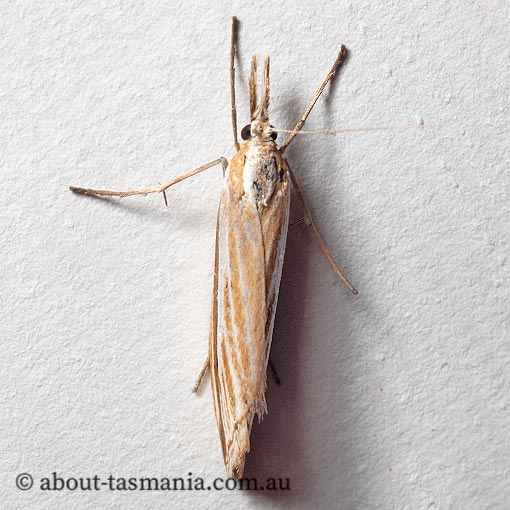 Hednota grammellus, Crambidae, moth, Tasmania