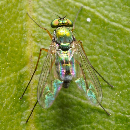 Long-legged fly, Parentia sp., Tasmania