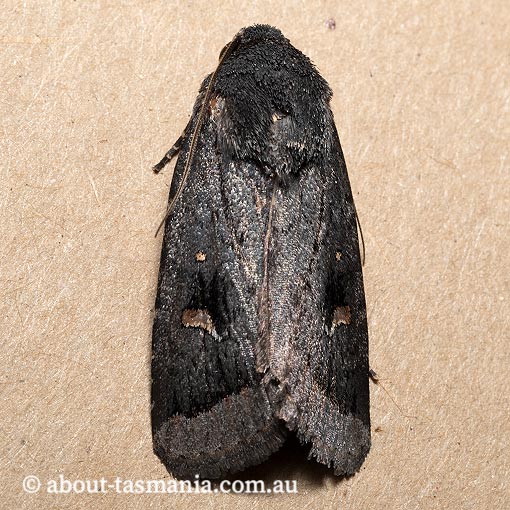 Proteuxoa atra, Noctuidae, Tasmania, moth