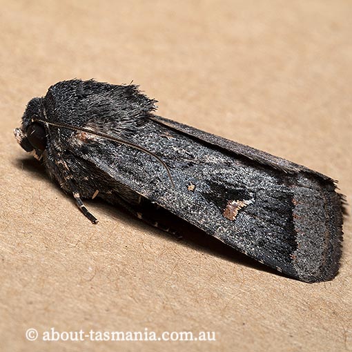 Proteuxoa atra, Noctuidae, Tasmania, moth