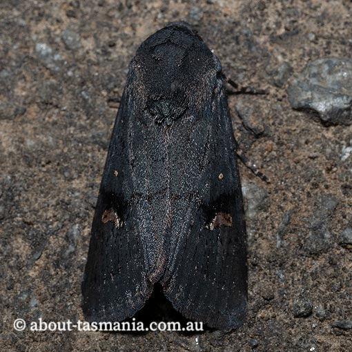 Proteuxoa atra, Noctuidae, Tasmania, moth