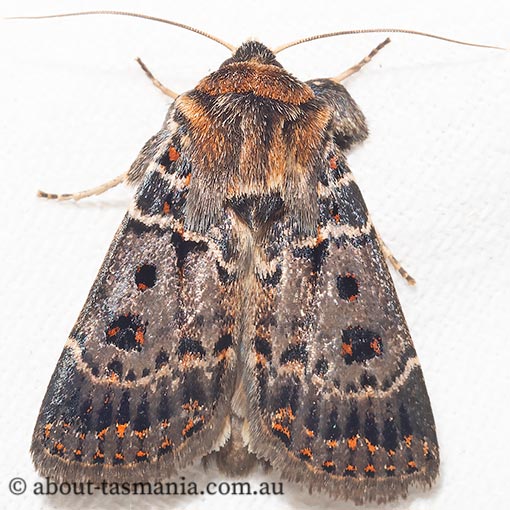 Noctuidae, Proteuxoa sanguinipuncta, moth, Tasmania