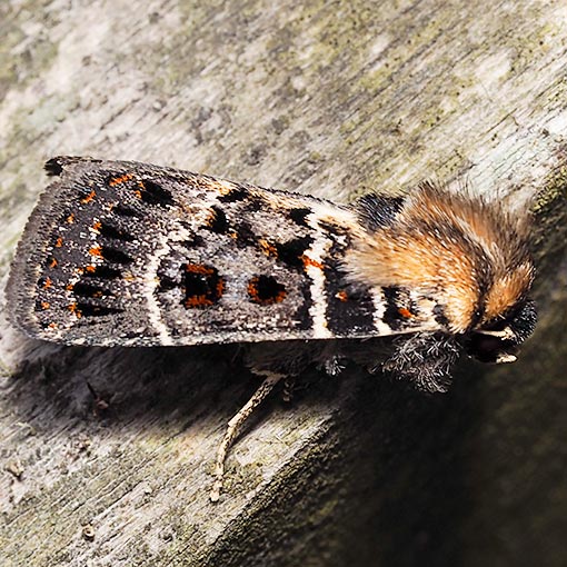 Noctuidae, Proteuxoa sanguinipuncta, moth, Tasmania