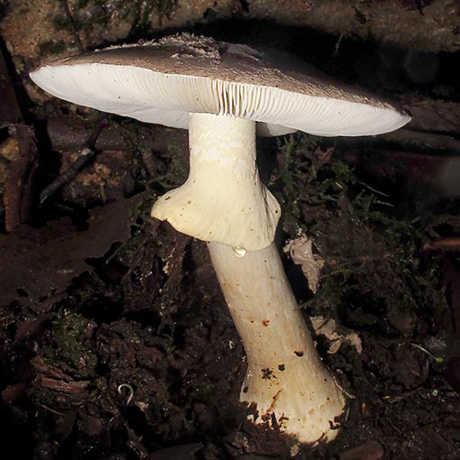 Amanita luteolovelata, fungi, Tasmania
