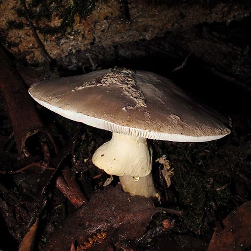 Amanita luteolovelata, fungi, Tasmania