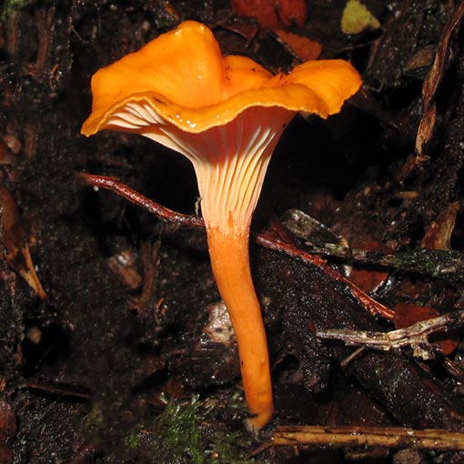 Cantharellus concinnus, fungi, Tasmania