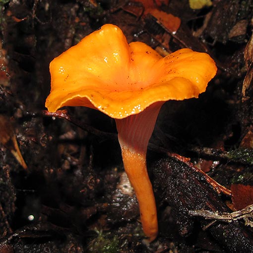 Cantharellus concinnus, fungi, Tasmania