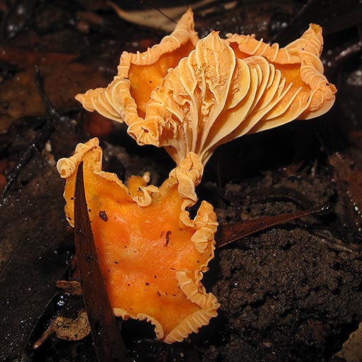 Cantharellus concinnus, fungi, Tasmania