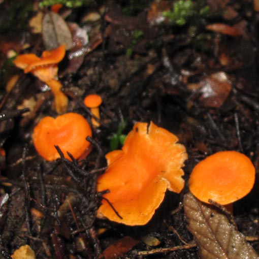 Cantharellus concinnus, fungi, Tasmania